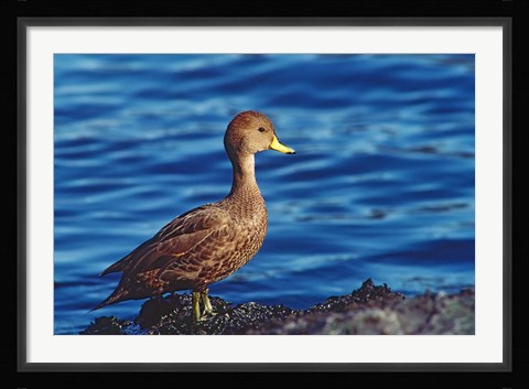 Framed South Georgia Pintail, Antarctic Region, South Georgia Island Print