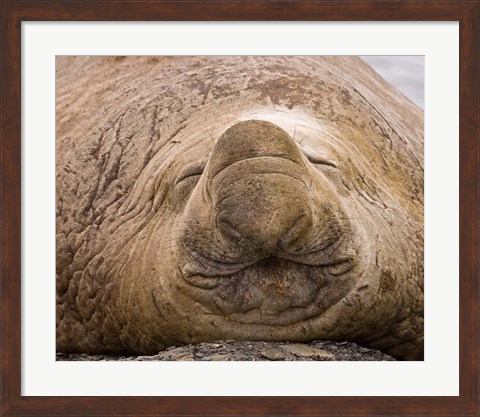 Framed South Georgia Island, Sleeping bull elephant seal Print