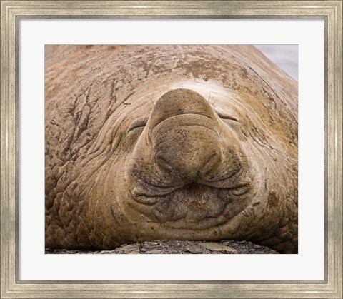 Framed South Georgia Island, Sleeping bull elephant seal Print