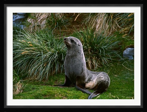 Framed South Georgia Island, Southern Fur seal Print