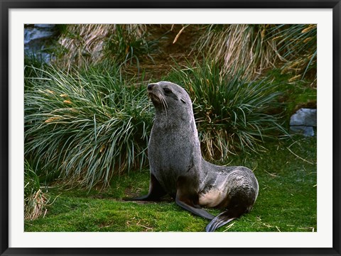 Framed South Georgia Island, Southern Fur seal Print