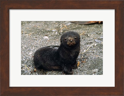 Framed South Georgia Island, Southern fur seal pup Print
