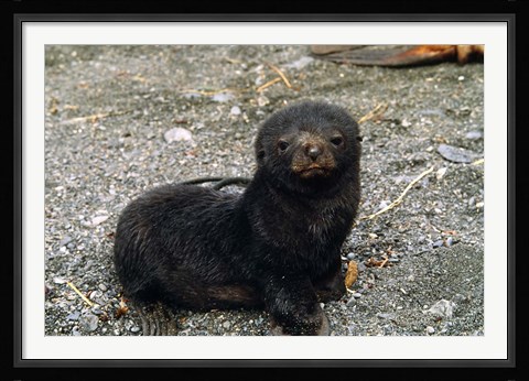 Framed South Georgia Island, Southern fur seal pup Print