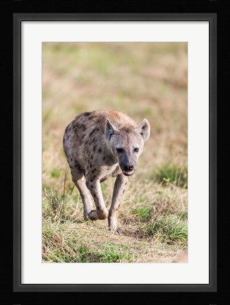 Framed Spotted Hyena, Crocuta crocuta, in the Maasai Mara, Kenya, Africa. Print