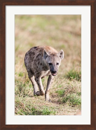 Framed Spotted Hyena, Crocuta crocuta, in the Maasai Mara, Kenya, Africa. Print