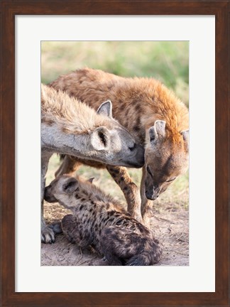 Framed Spotted Hyena, Maasai Mara, Kenya Print