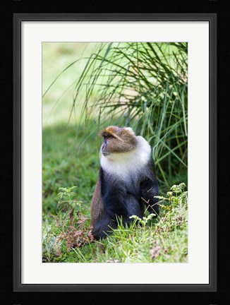 Framed Sykes monkey foraging in the Aberdare NP, Kenya, Africa. Print