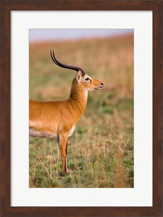 Framed Ugandan Kob, Murchison Falls National Park, Uganda Print