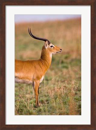 Framed Ugandan Kob, Murchison Falls National Park, Uganda Print