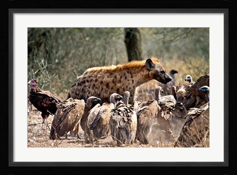Framed Spotted hyenas and vultures scavenging on a carcass in Kruger National Park, South Africa Print