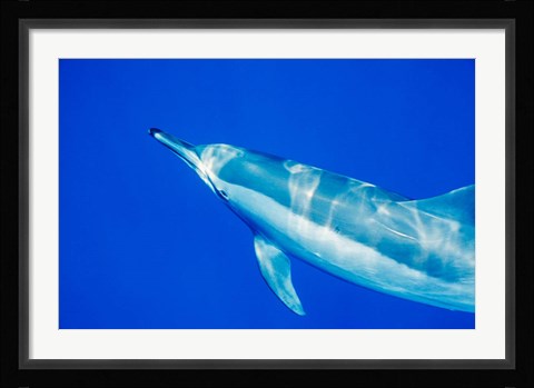 Framed Spinner Dolphin, Sha'ab Samadai, Red Sea, Egypt Print