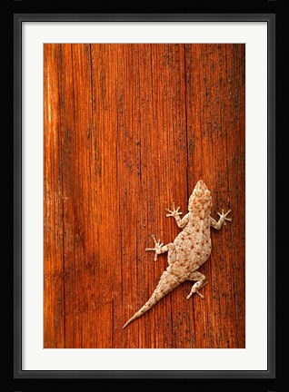 Framed Tokay Gecko lizard, Striated Wood, Africa Print