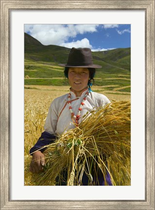 Framed Tibetan Farmer Harvesting Barley, East Himalayas, Tibet, China Print