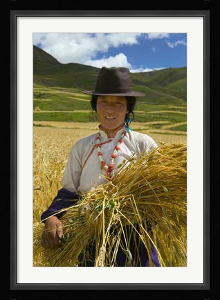 Framed Tibetan Farmer Harvesting Barley, East Himalayas, Tibet, China Print