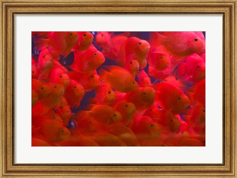 Framed Swarms of gold fish, Shanghai, China Print