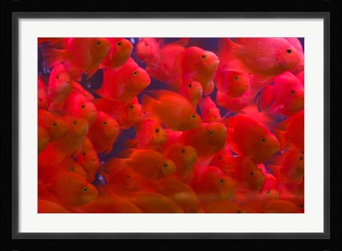 Framed Swarms of gold fish, Shanghai, China Print