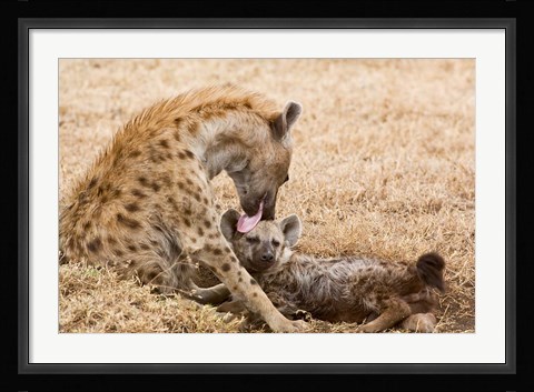 Framed Tanzania, Ngorongoro Conservation Area, Spotted hyena Print