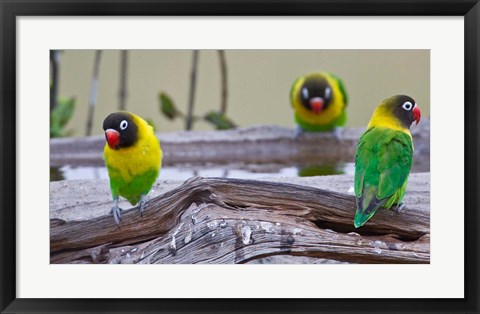 Framed Tanzania. Yellow-collared Lovebirds, Tarangire NP Print