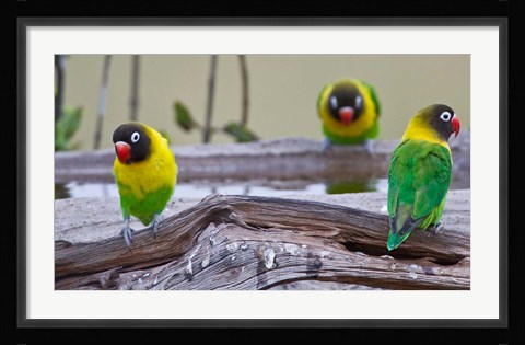 Framed Tanzania. Yellow-collared Lovebirds, Tarangire NP Print