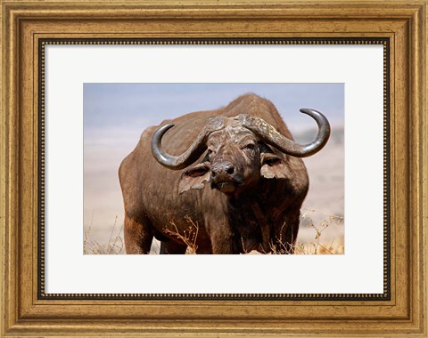 Framed Tanzania, Ngorongoro Crater. African Buffalo wildlife Print