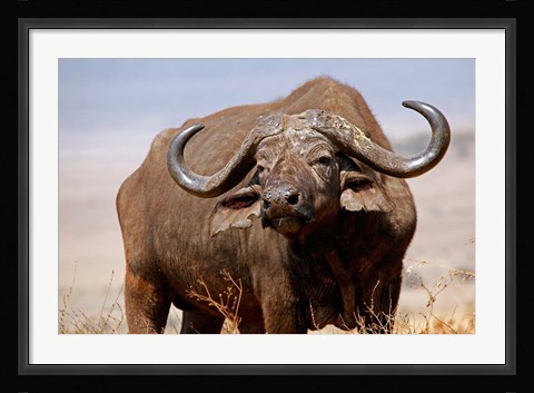 Framed Tanzania, Ngorongoro Crater. African Buffalo wildlife Print