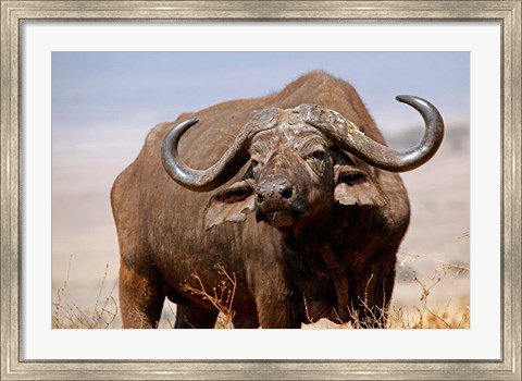 Framed Tanzania, Ngorongoro Crater. African Buffalo wildlife Print