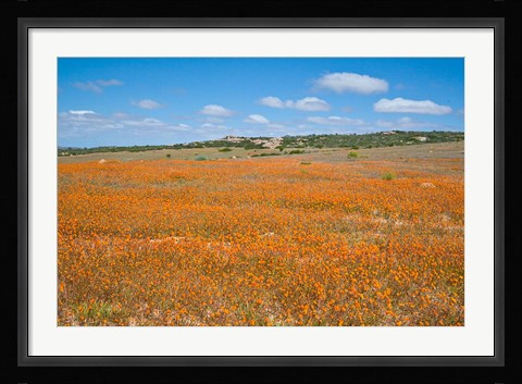 Framed Field of Spring flowers, South Africa Print