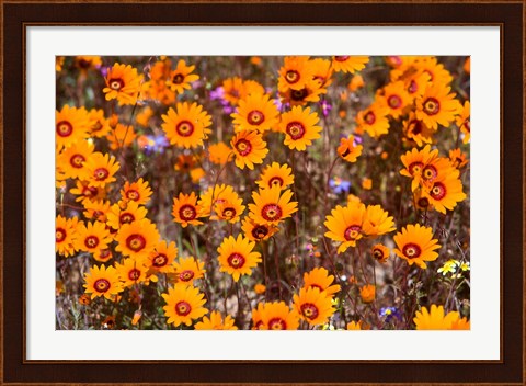 Framed Orange Spring flowers, Namaqualand, South Africa Print