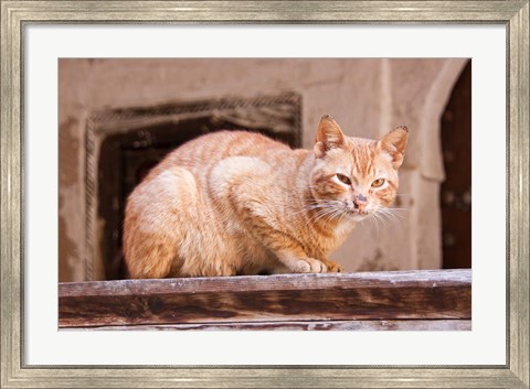 Framed Stray Cat in Fes Medina, Morocco Print