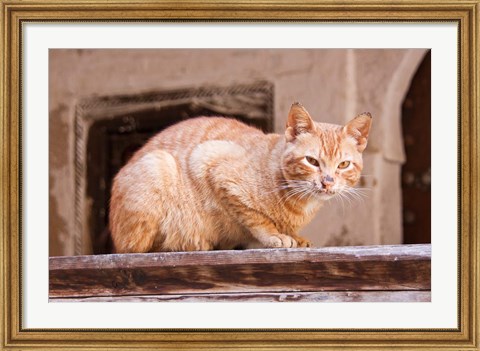 Framed Stray Cat in Fes Medina, Morocco Print