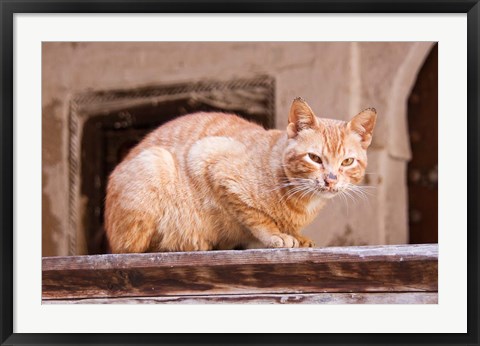 Framed Stray Cat in Fes Medina, Morocco Print
