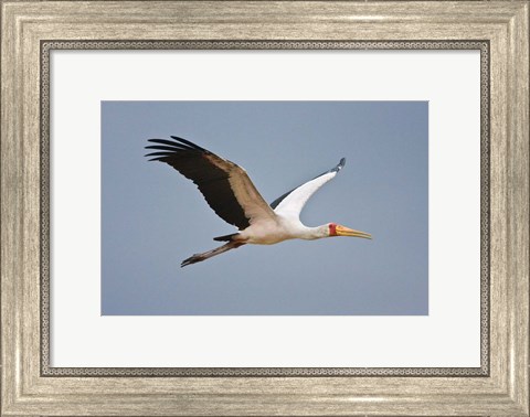 Framed Tanzania, bird. Yellow-billed Stork, Manyara NP Print