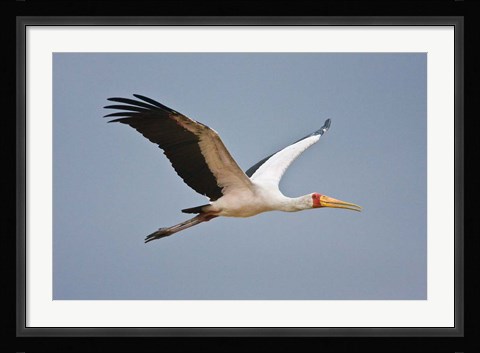 Framed Tanzania, bird. Yellow-billed Stork, Manyara NP Print