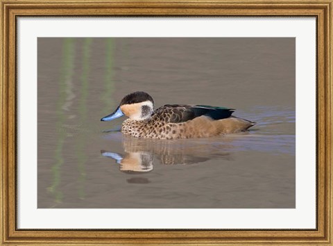 Framed Tanzania, Hottentot Teal duck, Ngorongoro Crater Print
