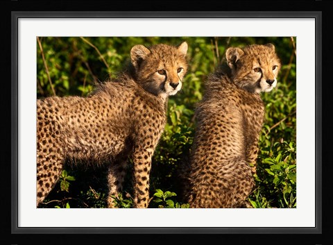 Framed Tanzania, Ndutu, Ngorongoro, Cheetahs Print