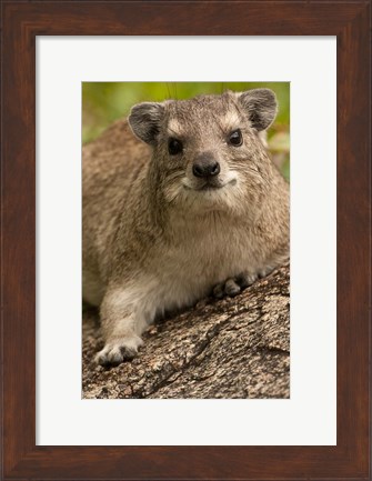 Framed Tanzania, Serengeti NP, Hyrax wildlife Print
