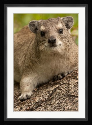 Framed Tanzania, Serengeti NP, Hyrax wildlife Print