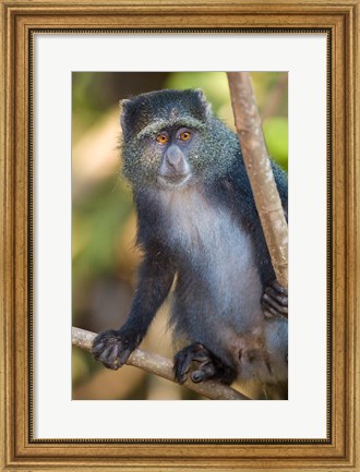 Framed Tanzania. Blue Monkey, Manyara NP Print