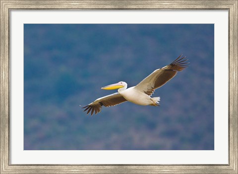 Framed Tanzania. Great White Pelican, bird, Manyara NP Print