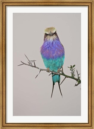 Framed Lilac-breasted Roller Bird pirched on a twig Print