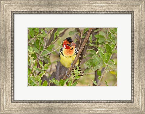 Framed Tanzania. Red and Yellow Barbet, Tarangire NP Print