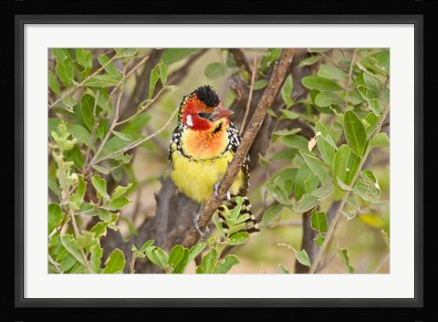 Framed Tanzania. Red and Yellow Barbet, Tarangire NP Print
