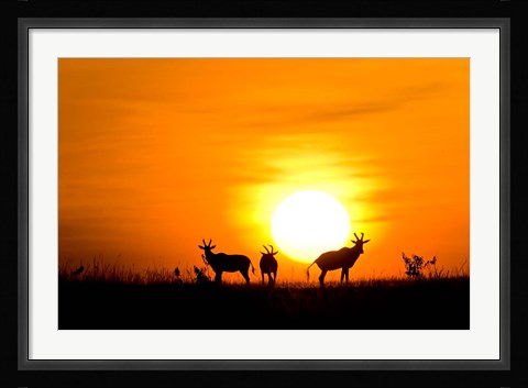 Framed Topi wildlife, Masai Mara GR, Kenya Print
