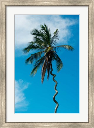 Framed Tanzania: Zanzibar, curly-que trunk of palm tree inland Print