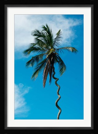 Framed Tanzania: Zanzibar, curly-que trunk of palm tree inland Print