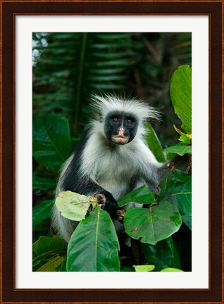 Framed Tanzania: Zanzibar, Jozani NP, red colobus monkey Print