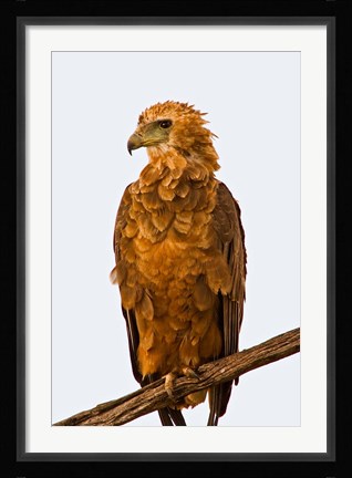 Framed Tawny Eagle on branch above the Maasai Mara Kenya Print