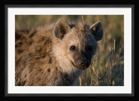 Framed Spotted Hyaena, Masai Mara National Reserve, Kenya Print