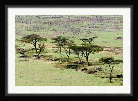 Framed Bush, Maasai Mara National Reserve, Kenya Print
