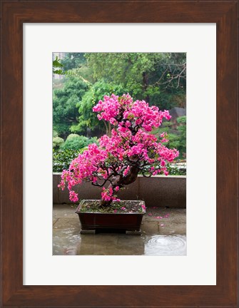 Framed Spring Blossoms cover Bonsai, The Chi Lin Buddhist Nunnery, Hong Kong, China Print